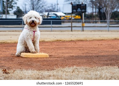 A Dog Playing Baseball