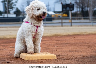  A Dog Playing Baseball