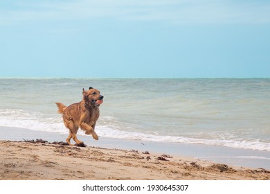 Dog Playing In The Beach On A Summer Day