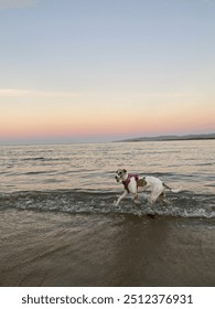 Dog playing at the beach at sunset