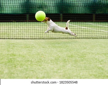 Dog Playing With Big Tennis Ball At Hard Green Court