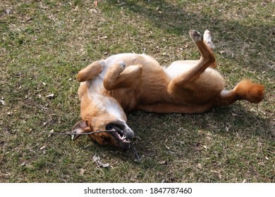 Dog Playing And Biting With The Branch. Dog Lying On The Back.