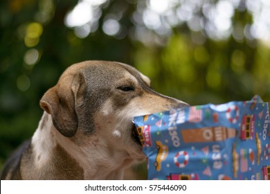 Dog Playing With Blue Gift Box