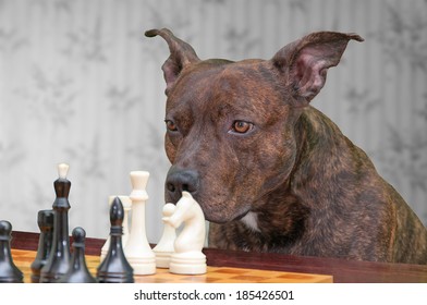 Dog Playing Chess