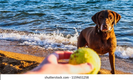 Dog Playing Fetch