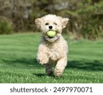 Dog Playing Fetch with Ball- Active Puppy Running and Having Playing Outdoors 