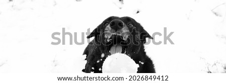 Similar – Image, Stock Photo trainee Winter Snow Animal