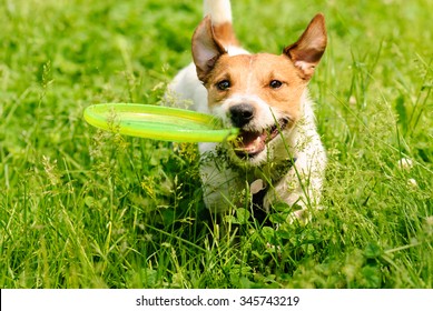 Dog Playing At Green Grass With Flying Disk