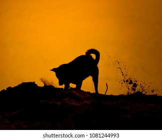 Dog Are Playing Happily. Silhouette