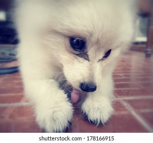 Dog Playing Ice Cubes - Pomeranian