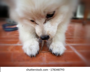 Dog Playing Ice Cubes - Pomeranian