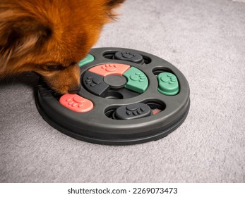 The dog is playing an intellectual game. Training game for dogs. Close-up. - Shutterstock ID 2269073473