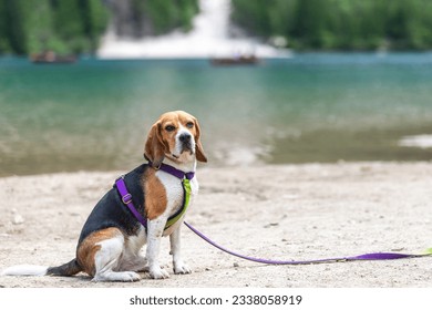 dog playing in the lake - Powered by Shutterstock