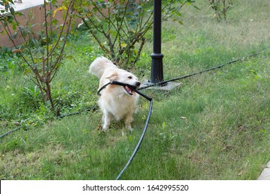 Dog With Hose High Res Stock Images Shutterstock