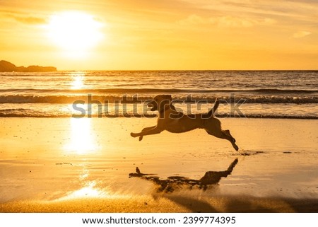 Dog playing on the beach at sunset