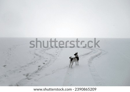 Similar – Image, Stock Photo much blue, much white and a little bit of dog