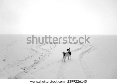 Similar – Image, Stock Photo much blue, much white and a little bit of dog