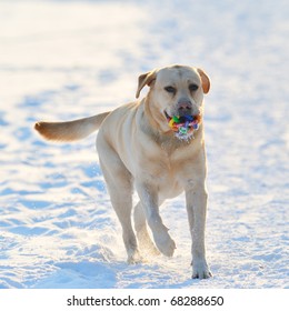 Dog Playing Outdoor In Winter