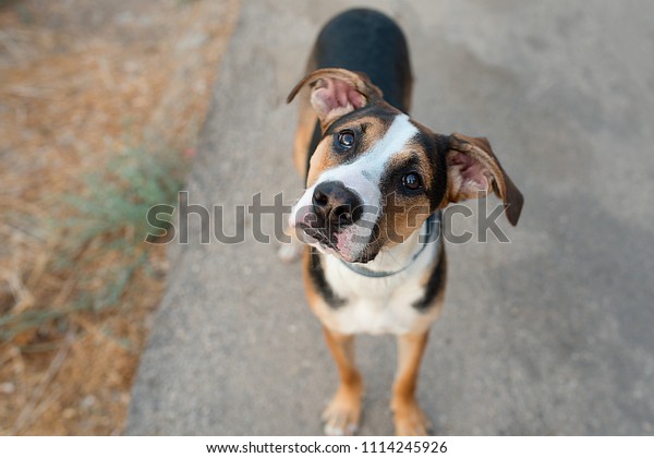 Dog playing outside. Curious dog looking at the\
camera. Close-up of a young mix breed dog head outdoors in nature.\
Homeless mongrel pets waiting for a new owner.Dogs  Head Tilt to\
hear us better