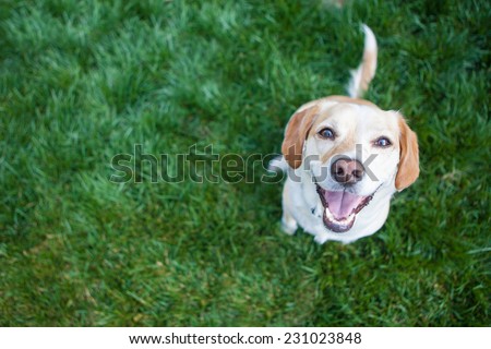 Dog playing outside smiles