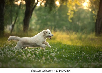 Saluki Persian Greyhound Stands Turned His Stock Photo 1155867127 ...