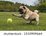 dog playing in the park with a tennis ball