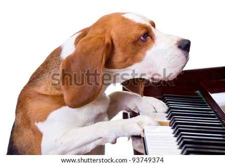 Dog playing the piano,white background.