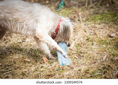 Dog  playing with plastic bottles  plastic pollution