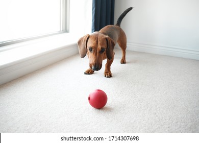 Dog Playing With Red Ball In Living Room.