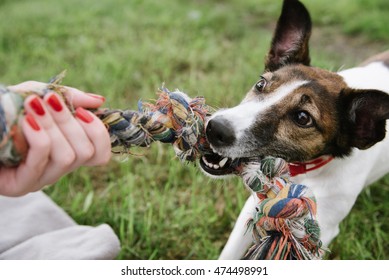 Dog Playing With Rope,