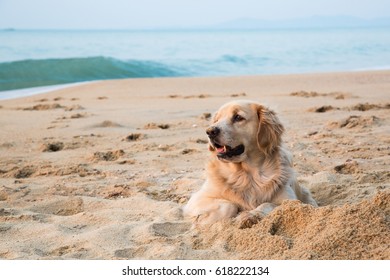 924 Dog And Cat Playing In The Beach Images, Stock Photos & Vectors ...