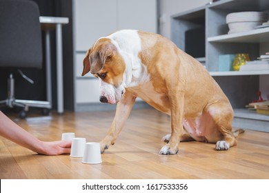 Dog Playing The Shell Game With Her Human. Concept Of Training Pets, Domestic Dogs Being Smart And Educated