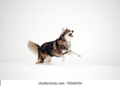 Dog Playing In Snow