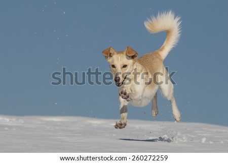 Similar – playball Dog Snow Snowfall