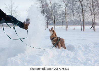 Dog Playing With Snow, Having Fun. Man Kicking Snow In The Air.