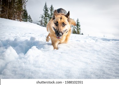 Dog Playing In Snow Inviting Owner To Come Play With