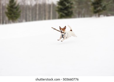 Dog playing with toy on winter snowy golf field