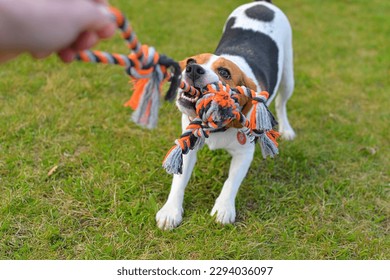 The dog is playing tug-of-war with the rope. Playful dog with toy. Tug of war between master and beagle dog - Shutterstock ID 2294036097