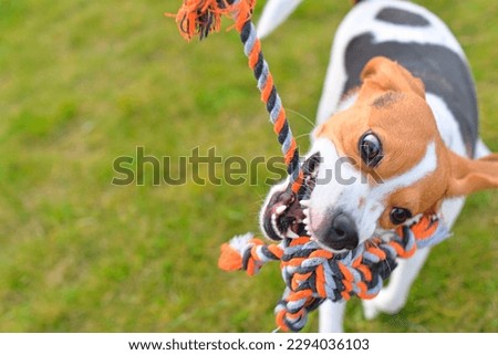 The dog is playing tug-of-war with the rope. Playful dog with toy. Tug of war between master and beagle dog. Canine at play with a dog toy. The concept of a vital and playful hound. Agility concept.
