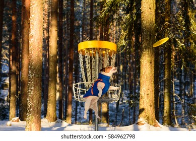 Dog Playing Ultimate Game At Disc Golf Park