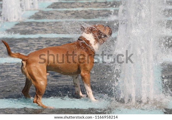 Dog Playing Water Fountain Stock Photo Edit Now 1166958214