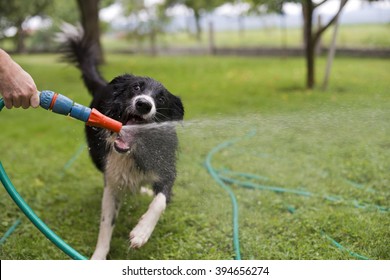 A Dog Playing With Water From A Garden Hose.