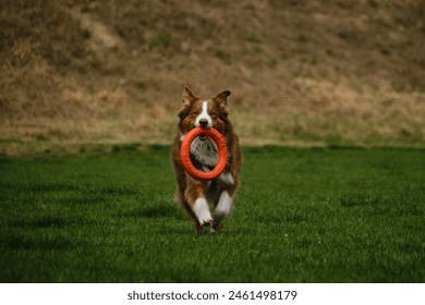 Dog plays with round orange toy in green field in spring. Cute active Brown Australian shepherd walking outdoor in a green grass in summer. Atmospheric photo of pet in move. Fluffy doggy. Front view - Powered by Shutterstock