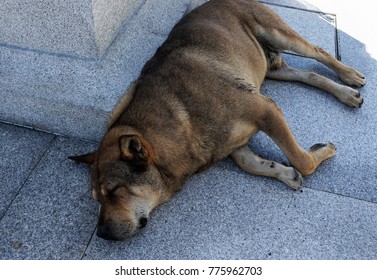 Dog At Po Lin Monastery In Hong Kong