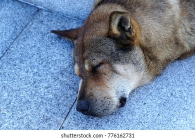 Dog At Po Lin Monastery In Hong Kong