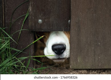 A Dog Pokes Its Snout Through A Hole In The Fence Railing To Sniff Out Who Is Passing By And Protect The House