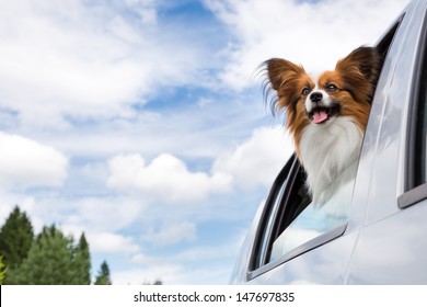 Dog Poking His Head Out Window Of A Car 