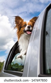 Dog Poking His Head Out Window Of A Car 