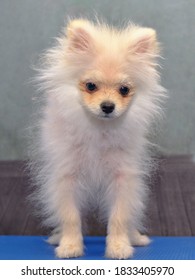 The Dog Is A Pomeranian With A Bad Coat After Grooming Procedures. It Is Necessary To Care And Treat The Dog To Restore The Coat Of The Breed.