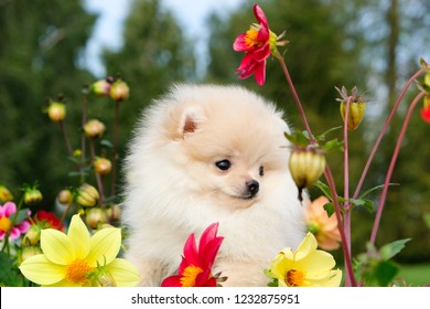 Dog pomeranian spitz sitting on blossom flowers. Close-up portrait of smart white puppy pomeranian dog. Cute furry domestic animal sitting between flowers